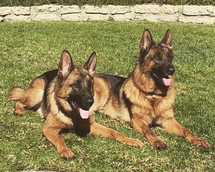 ジョエル・マッデンのインスタグラム：「How many German Shepherds  is too many 🥴😜☺️」