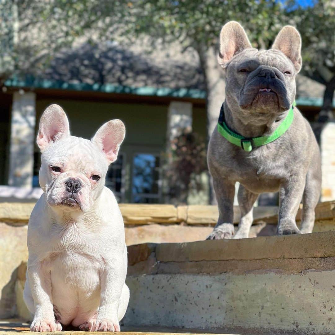 ウエストコーストチョッパーズのインスタグラム：「Gertie & Jasper 🤍💙」