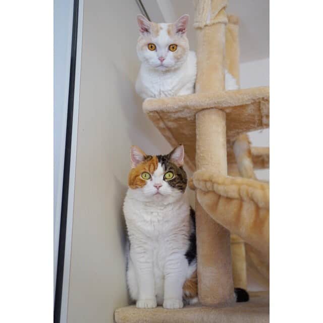 みかんさんのインスタグラム写真 - (みかんInstagram)「. Good morning〜⛅️ . 今週もよろしくお願いしますにゃ💕 . #みかんとレモン #柑橘姉弟 #munchkin  #cat #catstagram  #cats_of_instagram」2月8日 6時46分 - aja.ri