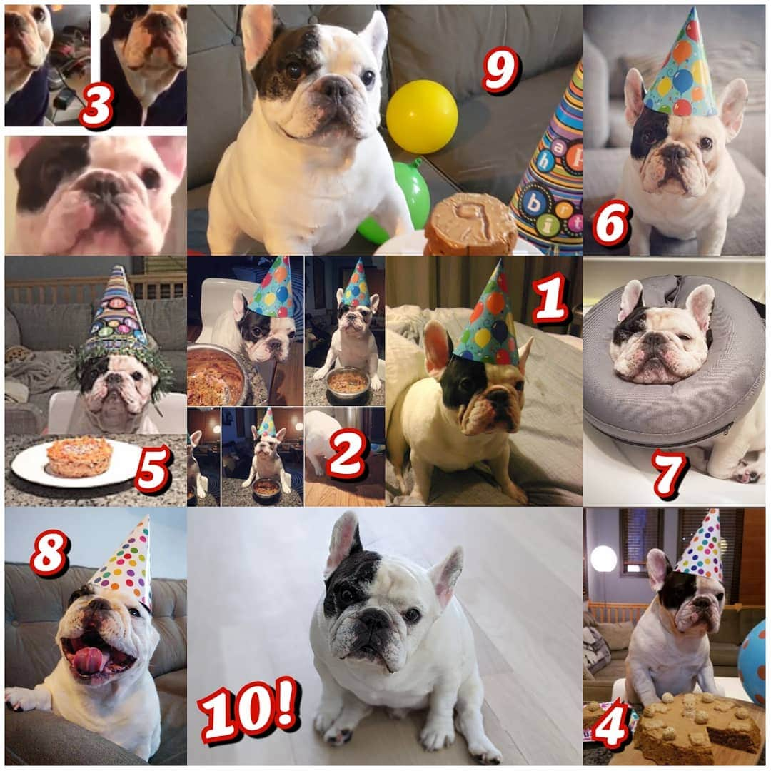 Manny The Frenchieのインスタグラム：「It's my 10th birthday!!! 🥳  Mom let me celebrate like a gentleman with no silly hat.  Here's a look back at all my past birthday posts.  #happybirthdaytome  #thankful」