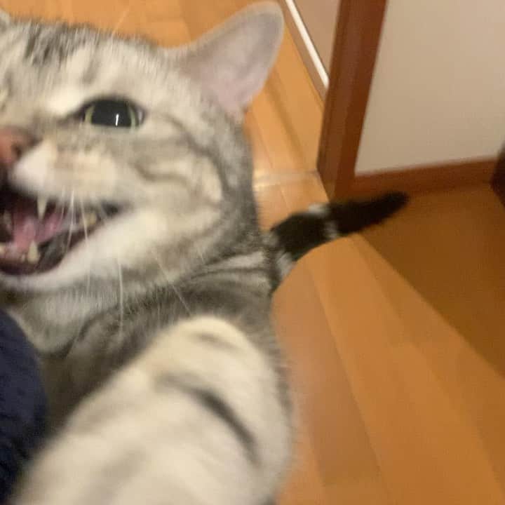 のインスタグラム：「Good morning! Bonjour!﻿ As usual.😅 * おはようございますにゃん！ いつもの、です😅 * #catstagram #cat_features  #topcatphoto #cutepetclub #catsofinstagram #cats_of_world #meowsandwoofs #meowvswoof﻿ #excellent_cats #catstocker  #bestmeow #INSTACAT_MEOWS #peco #animalsco #mofmo #みんねこ #ふわもこ部 #ねこのきもち #アメショー #アメリカンショートヘア #猫 #猫好きさんと繋がりたい #nekoclub」