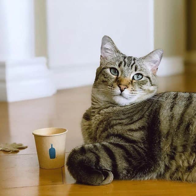 Blue Bottle Coffeeのインスタグラム：「I take mine with milk. #catsofbluebottle 💙 📸 @thundercat_jack」