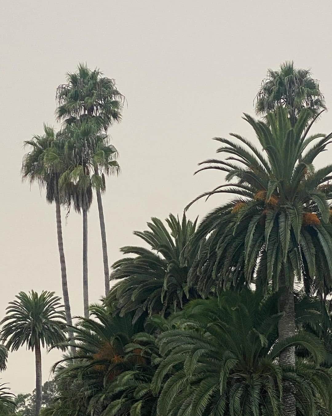 カレントエリオットのインスタグラム：「nothing like a california skyline 🌴😎」
