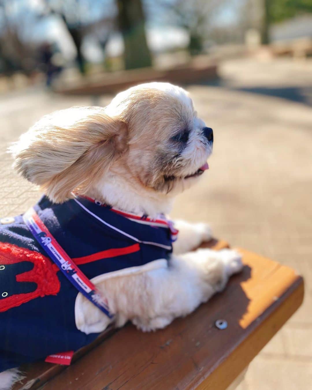 倉田雅世のインスタグラム：「おはようございます。 月曜日。少し肌寒いかな。 昨夜は関ジャムを観て泣いてしまいました。 レコーディングのあの気持ち、よくわかります。 （特に歌が得意じゃないという横山くんの）みなさん、素敵でした。 写真は風に吹かれて笑うわんこ。 #いぬすたぐらむ #いぬのいる暮らし」