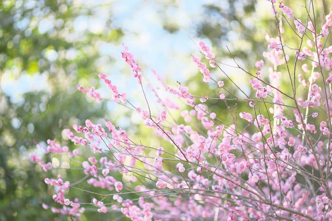 kiccyomuのインスタグラム：「☁️ 2021.02.08 Mon #心に花を #鋸南町 の 佐久間ダム周辺 水仙も少し咲いているけど… 今の時期は、 #梅 見頃😊  今週も元気に🤗  location #千葉 📷撮影 2021年2月6日」