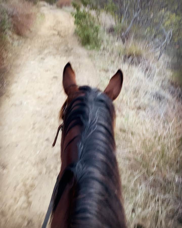 マイケル・ミュラーのインスタグラム：「Don’t suggest galloping & filming at same time......」