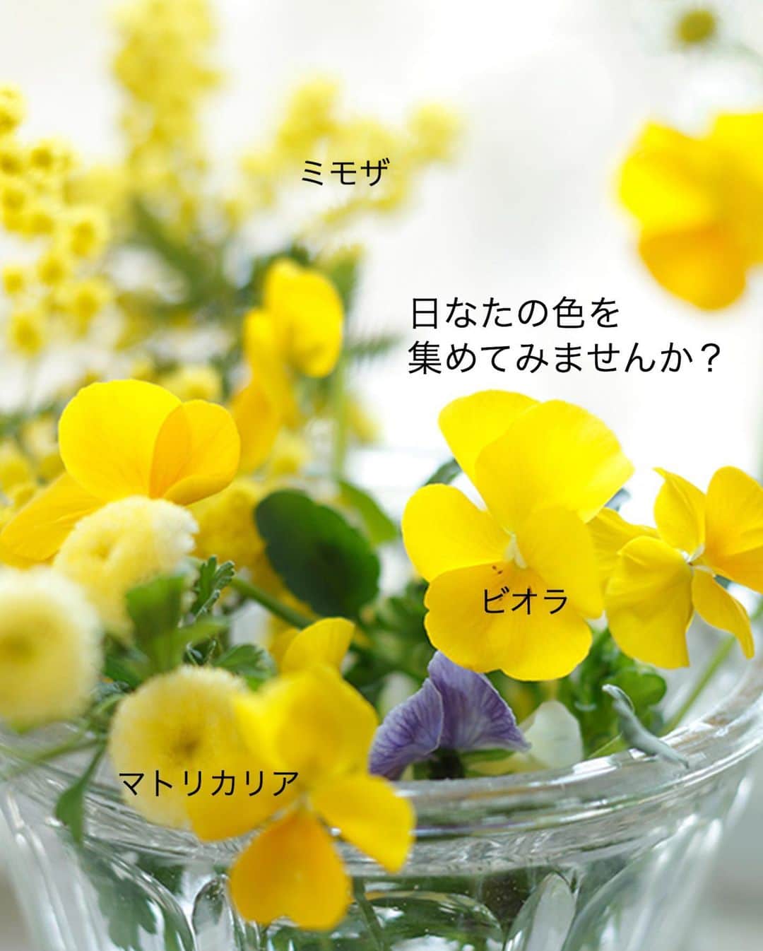 雑誌『花時間』さんのインスタグラム写真 - (雑誌『花時間』Instagram)「おはようございます。季節の歩みは一進一退。﻿ ﻿ 急に寒さが﻿ 舞い戻る﻿ いまの季節。﻿ ﻿ 日なた色の花を﻿ 飾って、﻿ 春待ちしませんか？﻿ ﻿ 庭やベランダの﻿ ビオラやパンジー。﻿ ﻿ 菜の花もお花屋さんに﻿ お目見えしています。﻿ ﻿ グラスや空き瓶に﻿ ささっといけたら﻿ 窓辺に並べてみて。﻿ ﻿ 黄色い花たちが﻿ 春の日差しに﻿ 生まれ変わります。﻿ ﻿ 春は黄色い花🌼が多い季節です。﻿ お好きなお花で春待ちしてみて。﻿ ﻿ では、今週も元気smile😊😊😊で﻿ 頑張りましょう！ by ピーターパン﻿ ﻿ ﻿ 花とリース制作  @青柳啓子 https://m.facebook.com/AoyagiKeikoFanPage/ 写真 @satomi.ochiai78  #flowers #flowerslovers #flowerstagram #flowerarrangement  #花時間 #花時間2021  #花好き #花藝 #花好きな人と繋がりたい #花が好きな人と繋がりたい #花のある生活 #お花のある暮らし #花を飾る #花を飾る生活  #春を待つ  #春待ち #立春 #ビオラ #マトリカリア #ミモザ #violaflowers  #mimosa  #黄色い花  #春よ来い #花が好き  #ビタミンf #花屋さんへ行こう」2月8日 8時22分 - hanajikan_magazine