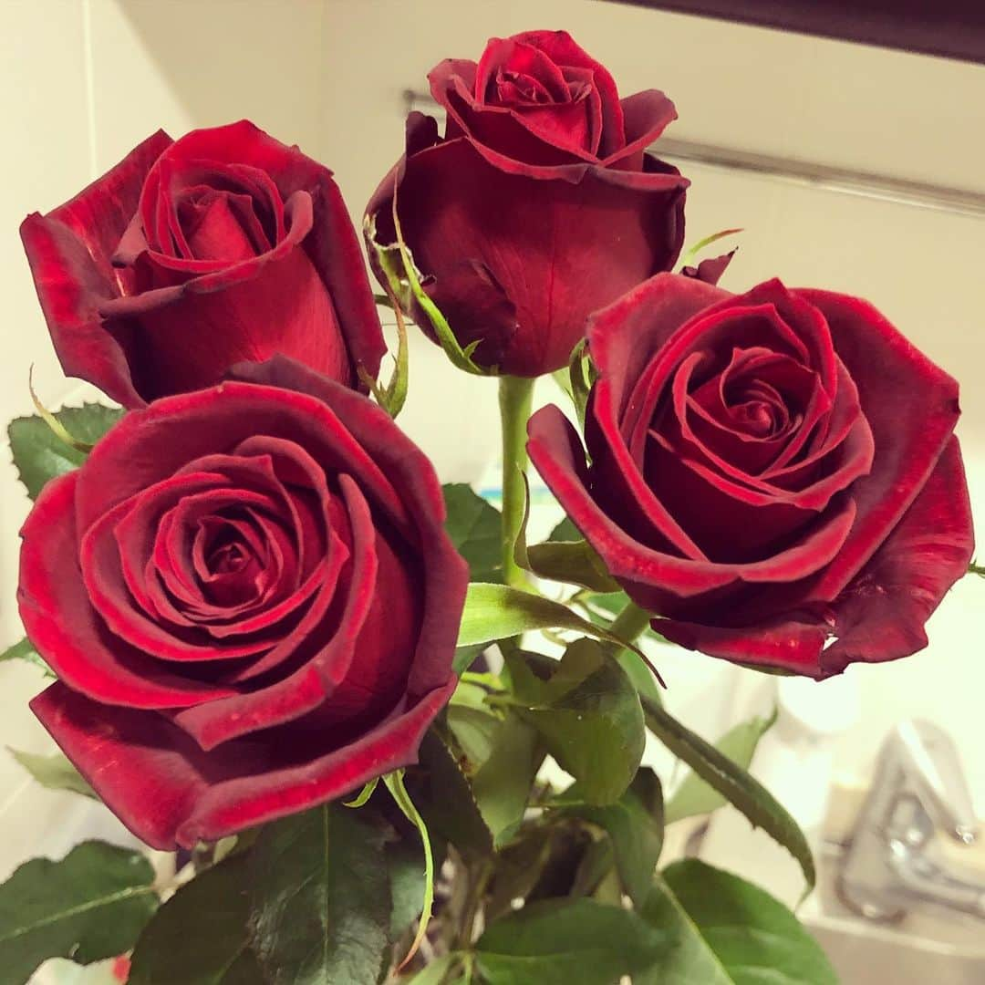 かわい瞳のインスタグラム：「漆黒の薔薇🌹4本＝ "死ぬまでこの気持ちは変わらない" の意味を持つそうです🌹」