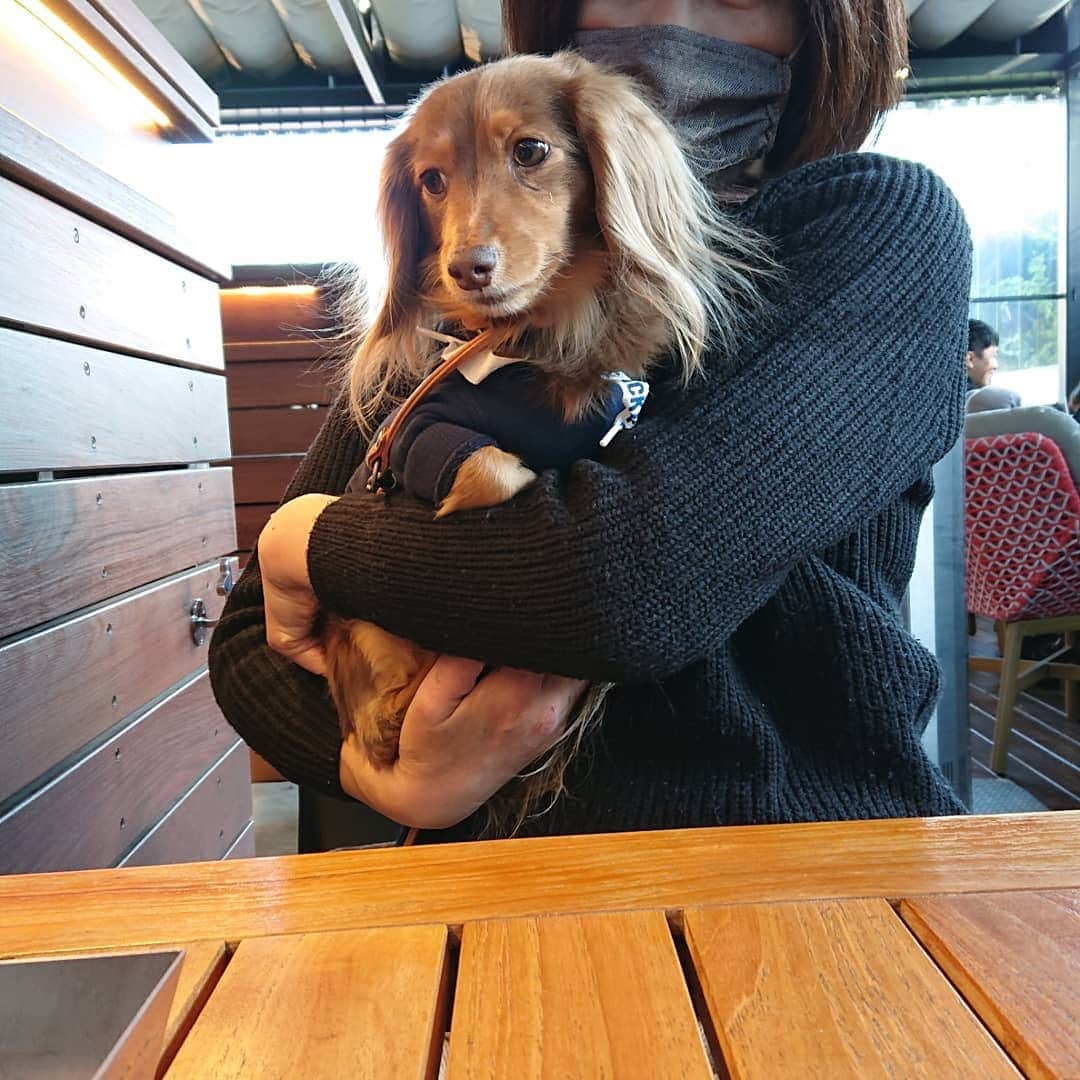 くるみんのインスタグラム：「*  1月4日のつづき QUAYSさんの半テラス席 ワン子OKで嬉しい🎶 * ③④パスタ、サラダ、ドリンクのセットで確か1200円くらいだった。  コロナが終息して気軽にお出かけできるようになったら、またゆっくり回りたいな  #ミニチュアダックスフンド #ミニチュアダックスフント #ミニチュアダックス #イザベラタン #イザベラ #カニンヘンダックスフント #カニンヘン #カニンヘンダックス #カニンヘンダックスフンドの日常 #カニンヘンの会 #カニンヘンダックスフンド #チョコタンダックスフント #チョコタンダックスフンド #チョコタンダックス #チョコタン #ダックスlove #ダックス多頭飼い #ダックスフント #ダックスフンドカニンヘン #ダックス部 #ダックス大好き #ダックス #ダックスフンド #いぬばか部 #いぬすたぐらむ #短足部 #ハンマーヘッド #hammerhead #quays #dachshund」