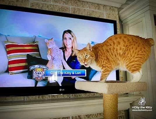 City the Kittyのインスタグラム：「Superbowl Sunday flashback! ❤ It's City the Kitty and his mom on the @hallmarkchannel’s Kitten Bowl in 2015! 😸❤️🏈  They were able to educate thousands of viewers about why cats need to keep their toe bones and claws and asked everyone to please not declaw their cats!  Win win!❤️ Did you watch the Kitten bowl today? How cute were those kittens! 🐈 🐈‍⬛  #KittenBowl #HallmarkChannel #Kittens  #cats #cat #stopdeclawing #superbowl #kittenbowl #bethsternfoster   Please join us and help us with our important cause to end this barbaric amputation procedure. www.citythekitty.org 🐾」
