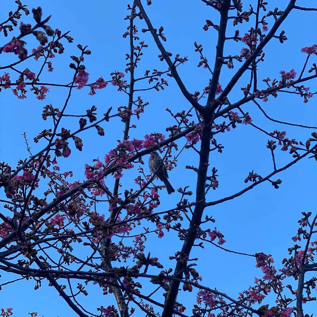 荻原和歌さんのインスタグラム写真 - (荻原和歌Instagram)「最近の日課は朝の散歩。鳥の鳴き声を聞き分ける練習。随分前から鳥の名前を知って鳴き声が分かる人になりたいと願っています。」2月8日 8時44分 - ogiwaka