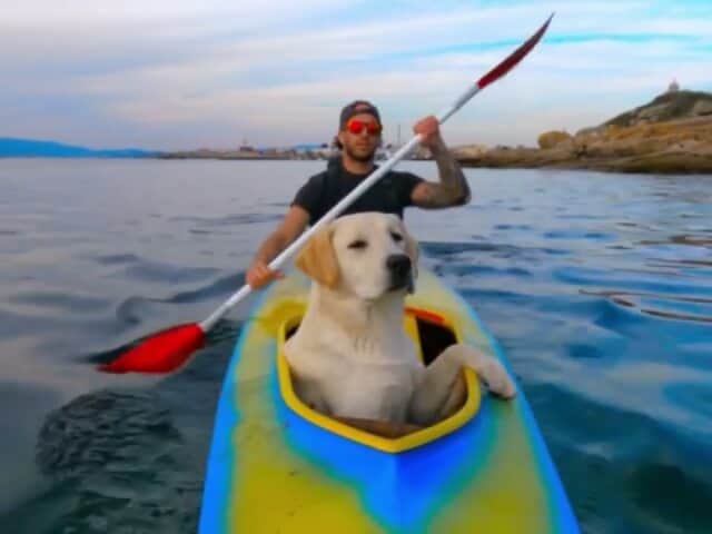 World of Labradors!のインスタグラム：「"Sailing with Baco." - @prol_diego_prol」