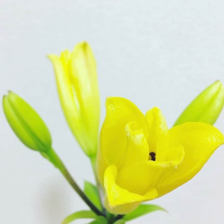 平野由実さんのインスタグラム写真 - (平野由実Instagram)「ユリが咲いた。  素敵な40代になるために 笑顔の練習を頑張ってみる。  素敵な笑顔が自然と出る人になりたいなぁ🤔 そのためにも、生き方について考えてみる日々。  今日も皆さまにとって素敵な一日になりますように✨」2月8日 9時17分 - yumi_hiranoo