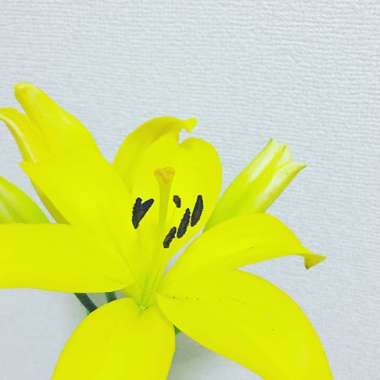 平野由実さんのインスタグラム写真 - (平野由実Instagram)「ユリが咲いた。  素敵な40代になるために 笑顔の練習を頑張ってみる。  素敵な笑顔が自然と出る人になりたいなぁ🤔 そのためにも、生き方について考えてみる日々。  今日も皆さまにとって素敵な一日になりますように✨」2月8日 9時17分 - yumi_hiranoo