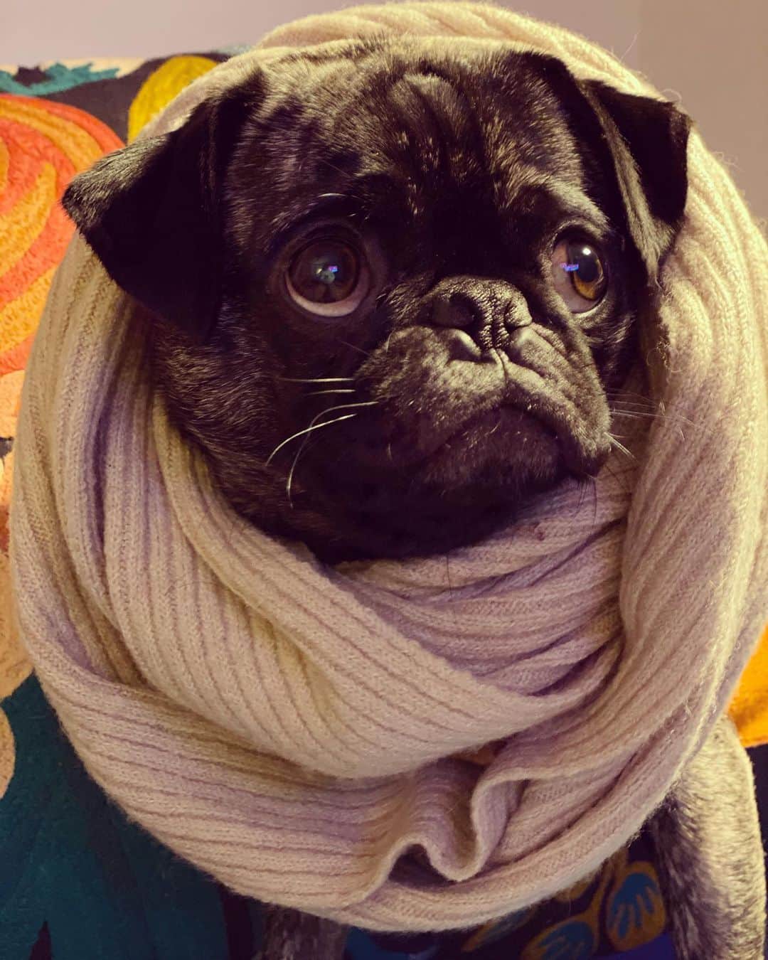 pugsofinstagramさんのインスタグラム写真 - (pugsofinstagramInstagram)「I think Archie barked at me all day because I left him “naked” after removing him from his  sweater this morning. Sweater is back on and he’s no longer in beast mode.」2月8日 9時18分 - pugsofinstagram