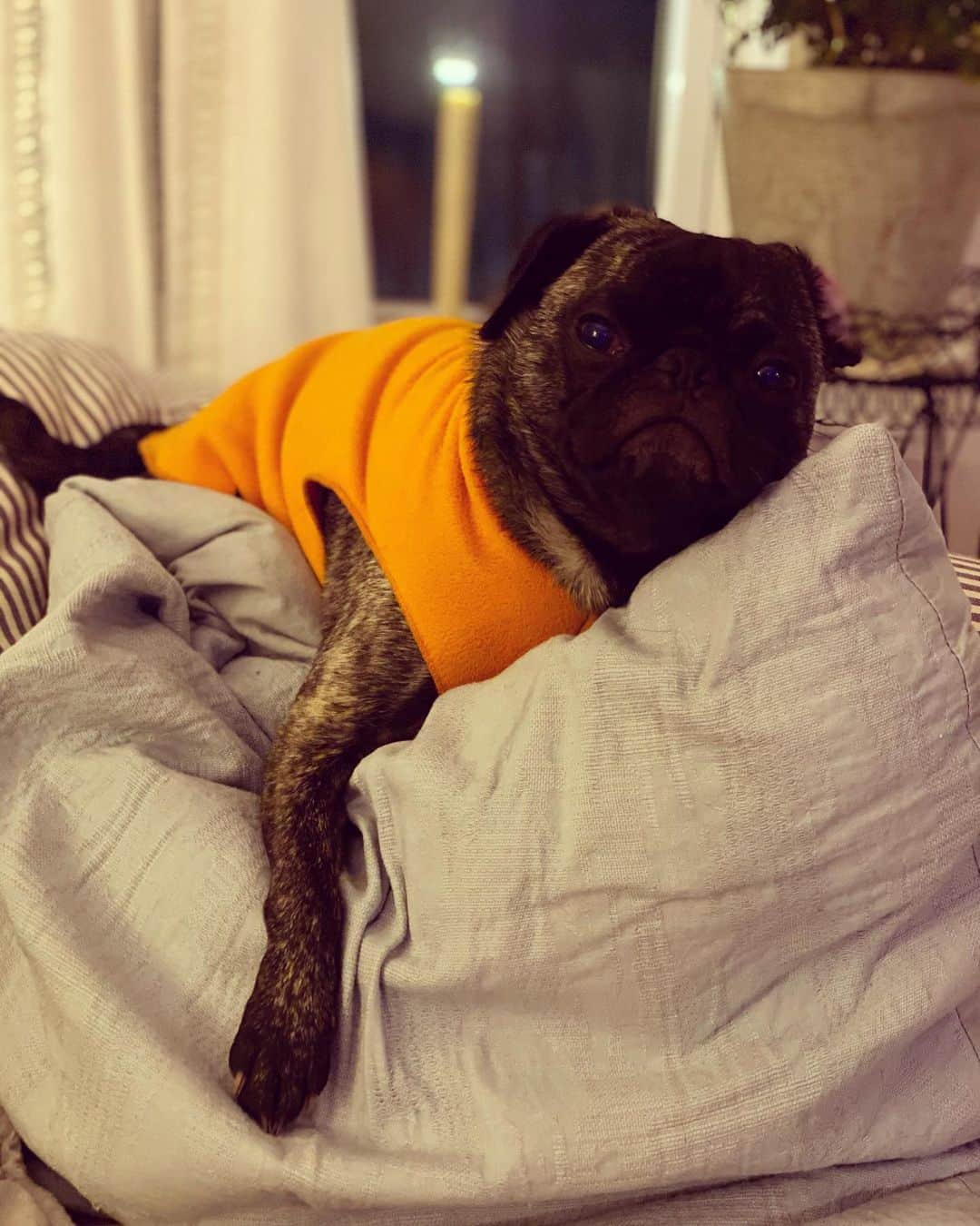 pugsofinstagramさんのインスタグラム写真 - (pugsofinstagramInstagram)「I think Archie barked at me all day because I left him “naked” after removing him from his  sweater this morning. Sweater is back on and he’s no longer in beast mode.」2月8日 9時18分 - pugsofinstagram