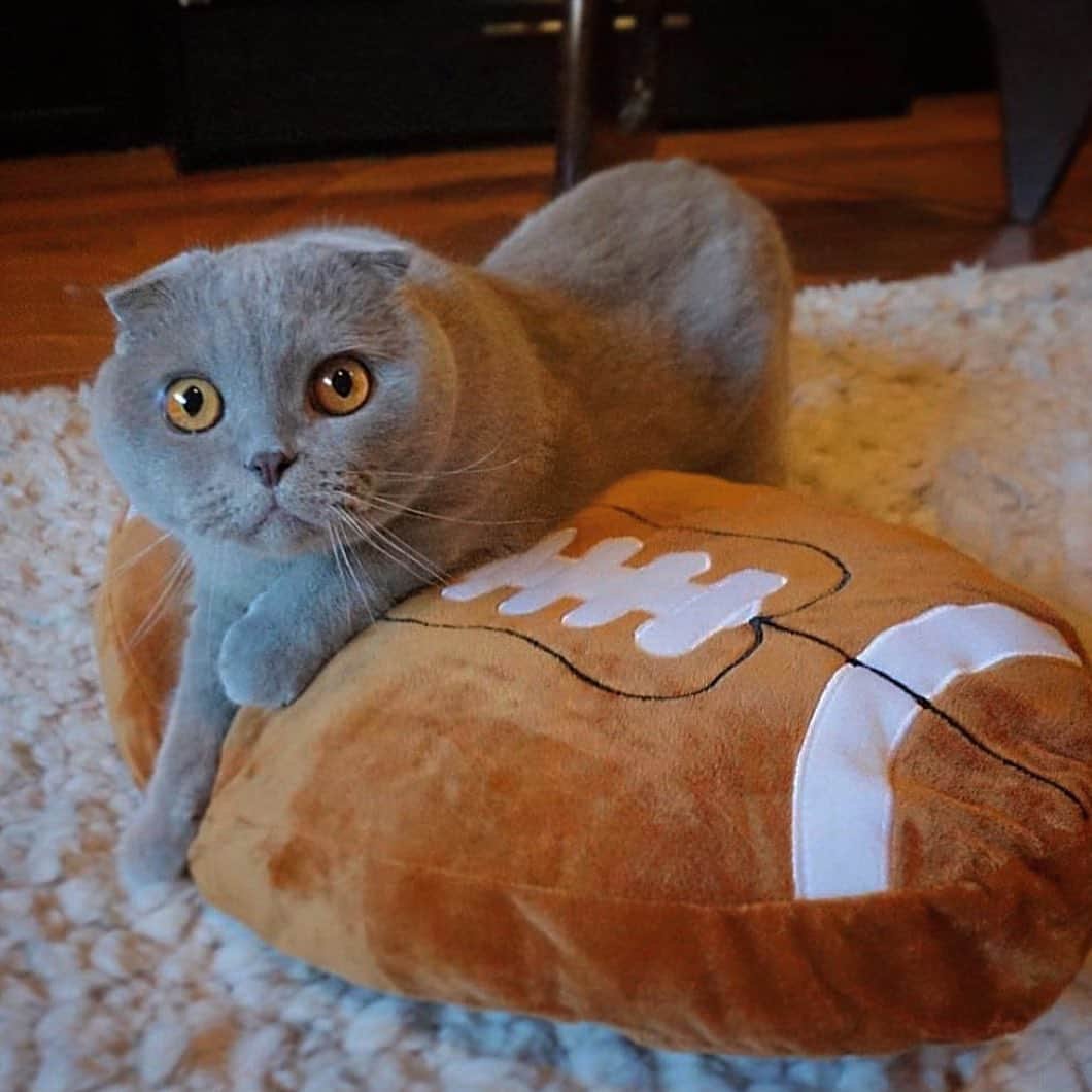 Millaのインスタグラム：「Are you ready for some food coma? AND FOOTBALL 🏈! Who’s your team? CHIEFS or BUCCANEERS ⁉️😻 #MillaTheCat #Touchdown」