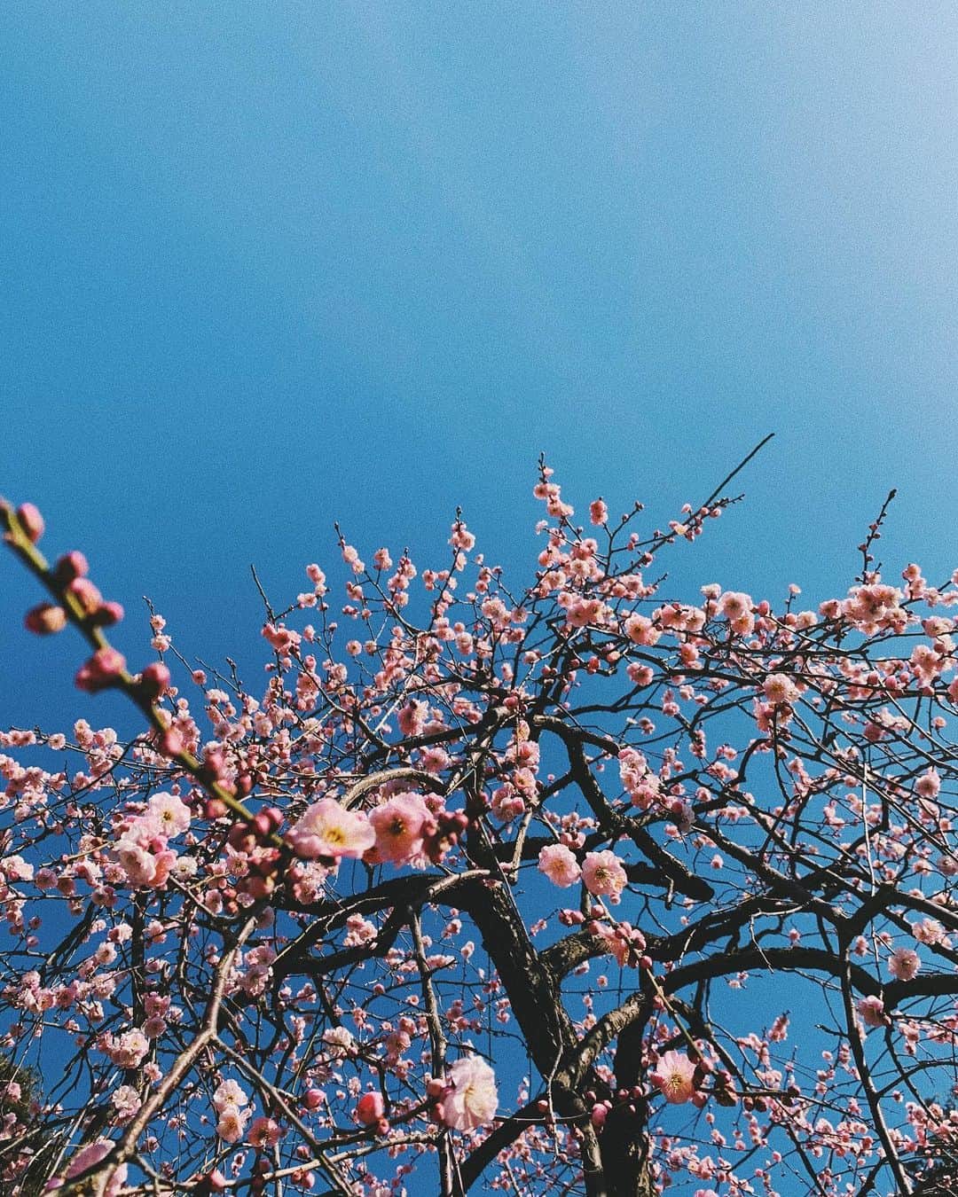 宇藤えみさんのインスタグラム写真 - (宇藤えみInstagram)「週末の散歩道。 なんか春のにおいがする〜と言ってた息子。 素敵やないか✌︎ #暮らし#春のにおい」2月8日 9時30分 - emiuto