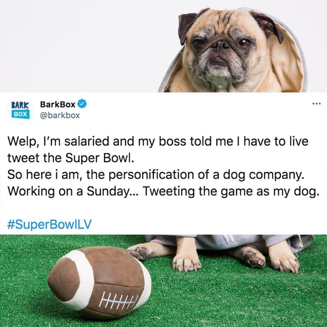 BarkBoxのインスタグラム：「MY DOG LIVETWEETS THE SUPER BOWL (a thread) #SuperBowlLV⁠⁠  pt one (unless I fall asleep)」