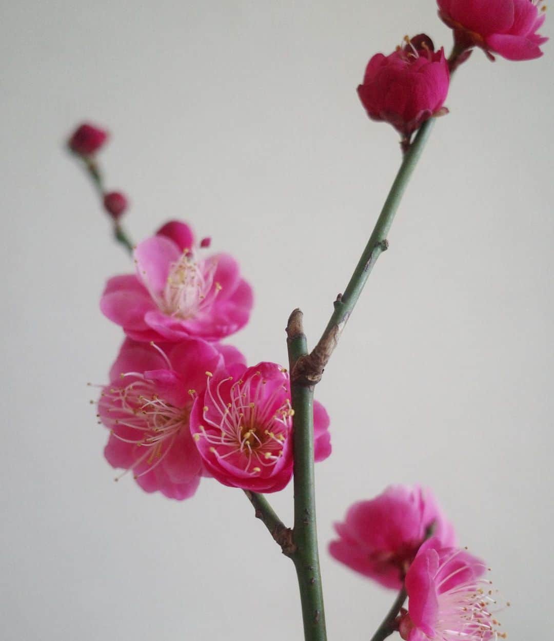 高垣麗子さんのインスタグラム写真 - (高垣麗子Instagram)「・ ・ ・  梅見月  大切にされているであろう梅の枝を、ポキッと折って「どうぞ」と手渡してくださった  いつもは花弁をつまみたい娘も、さすがに大切にしたいと思ったようで  帰宅するなり自ら生けました😌  朝から幸せ感じています  ・ ・ #梅見月 #梅の花」2月8日 10時07分 - reikotakagaki