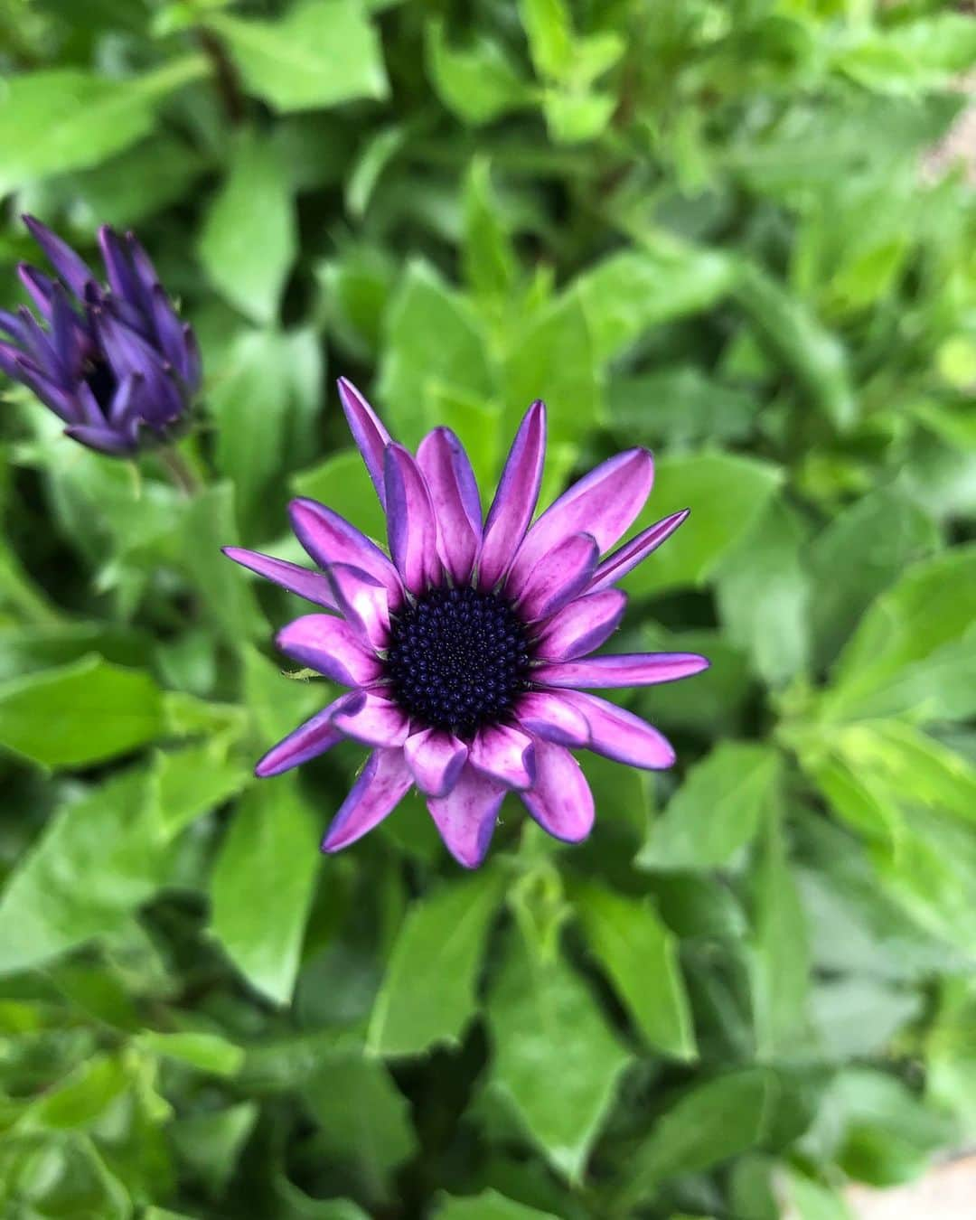 竹川美子さんのインスタグラム写真 - (竹川美子Instagram)「オステオスペルマム・ フルティコサムの花☘️ #オステオスペルマム・ フルティコサム #別名　アフリカンデージー #濃い紫 #草花 #原産は南アフリカ #花言葉 #元気 #無邪気 #変わらぬ愛 #ほのかな喜び #癒し」2月8日 10時03分 - takegawamiko