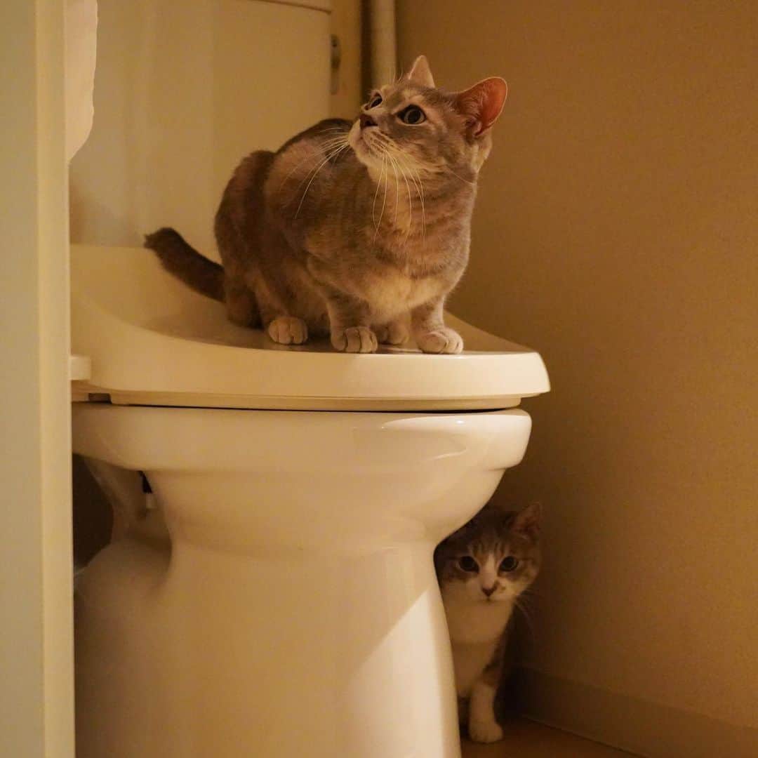 モアレ & クリエさんのインスタグラム写真 - (モアレ & クリエInstagram)「トイレに集うモアクリ（ここが追いかけっこの折り返し地点）  #モアクリ #moacrie #ねこ #猫 #cat #catsagram #ねこすたぐらむ #にゃんすたぐらむ #猫のいる暮らし #ねこのいる生活」2月8日 19時45分 - moacrie