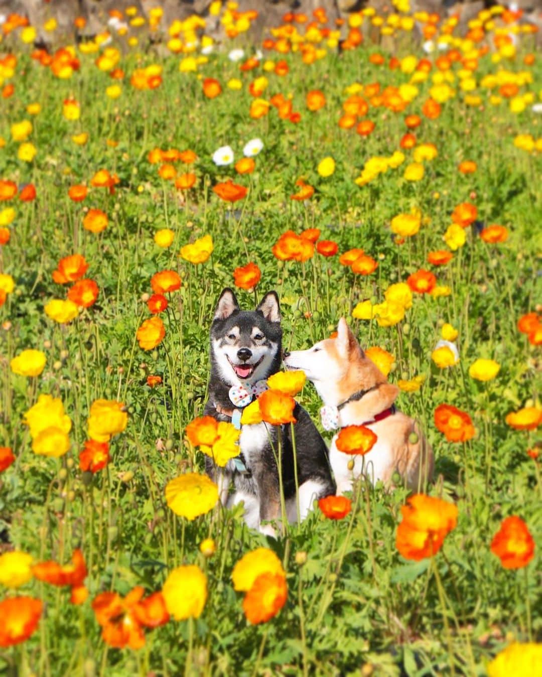 柴犬 けんしろう ゆりあのインスタグラム：「🐶🌼🐶  また冷え込んできたので けんゆりぽかぽかphotoを💛  この写真を撮った2019年の1月は 春を求めてあちこちお出かけしていたので 今週はその時の動画をストーリーズに ぼちぼちまとめていこうと思います☺️ . . ところで、 暴走けんしろう号見てくれた？🤣 (ストーリーズ参照) . . Location:Chiba(2019年撮影)」