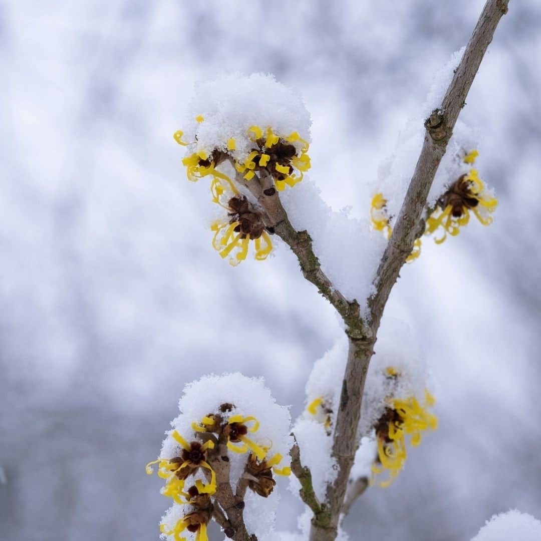 Dr. Hauschka Japan ドクターハウシュカさんのインスタグラム写真 - (Dr. Hauschka Japan ドクターハウシュカInstagram)「南ドイツのガーデンより⁠ . ⁠ . ⁠ ビビッドな黄色のお花が鮮やかな⁠ ウイッチヘーゼルですが、⁠ 今日は雪のキャップをかぶっています😀⁠ . ⁠ . ⁠ このハーブはユニークな特徴があります。⁠ 秋になると、多くの植物が休む準備にはいります。⁠ けれどウイッチヘーゼルは、花が咲き果実が同時に現れます。そして果実が完全に成熟すると、パーンと破裂して種を少しでも遠くに広げようとします。⁠ . ⁠ . ⁠ とっても、力強く生命力にあふれる植物の一つです。⁠ . ⁠ . ⁠ #drhauschka #Drハウシュカ#ドクターハウシュカ#ナチュラルコスメ#オーガニックコスメ#スキンケア#オーガニックスキンケア#ナチュラルメイクアップ#植物エキス#オーガニックメイク#植物療法#ホリスティックビューティ#バイオダイナミック農法#ハーブ#アントロポゾフィ#植物エキス #ホリスティック#サステナブル#クリーンビューティ#SDGs#ドイツ#ドイツコスメ#持続可能#有機農法#バイオダイナミック農法#フェアトレード#サステナビリティ#自然派コスメ#肌に優しい#自然派」2月8日 20時01分 - drhauschkajapan