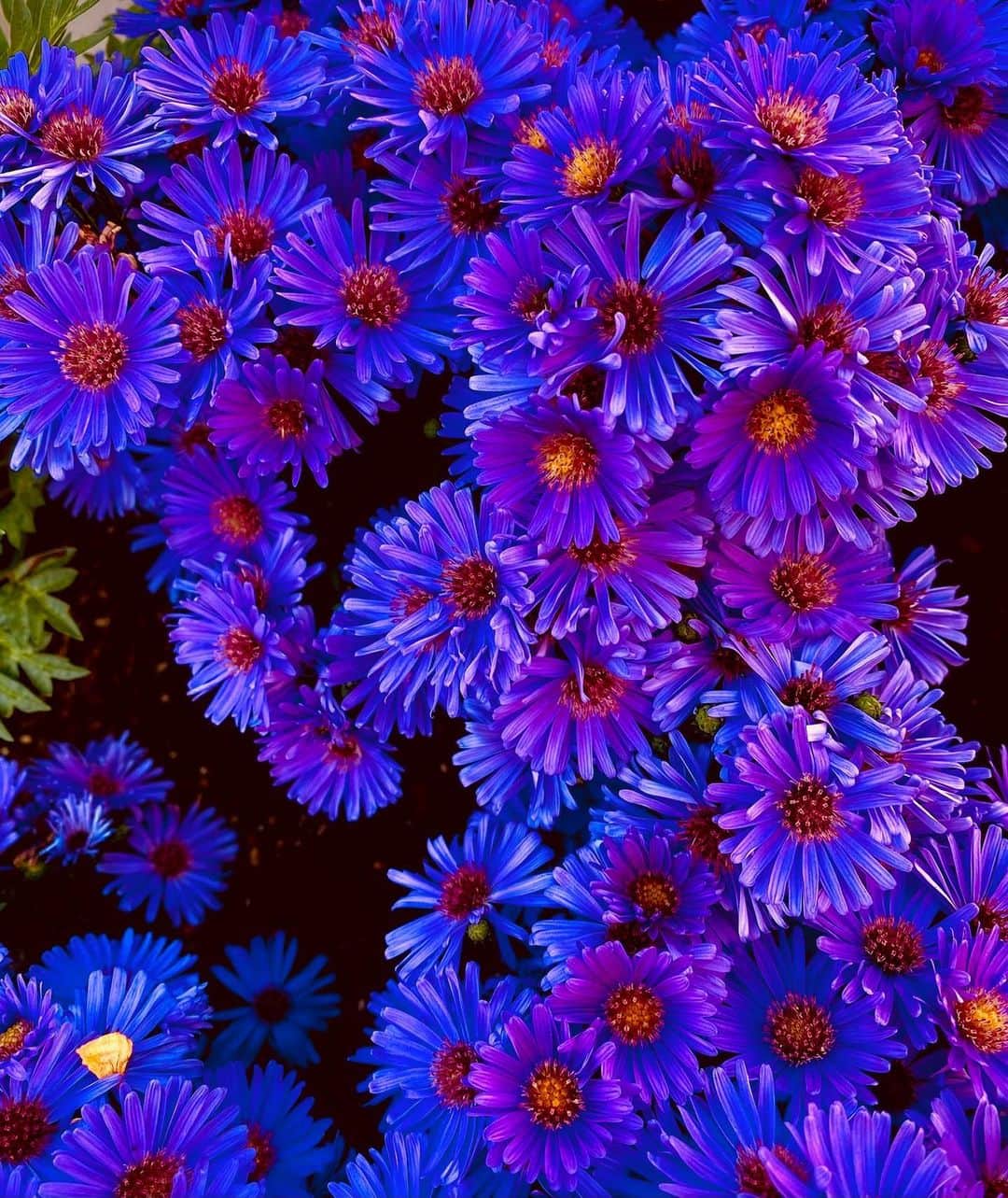 のインスタグラム：「↩︎↩︎↩︎↩︎✖︎4📸 Blissful moment. Beautiful flowers. The shadow on the ground. Enjoy nature and thank the blessings of nature. #thx #earth #beautifulflower #shadow #nature #loveearth #loveall #foreverlove  photo by all @mizuki__watanabe」