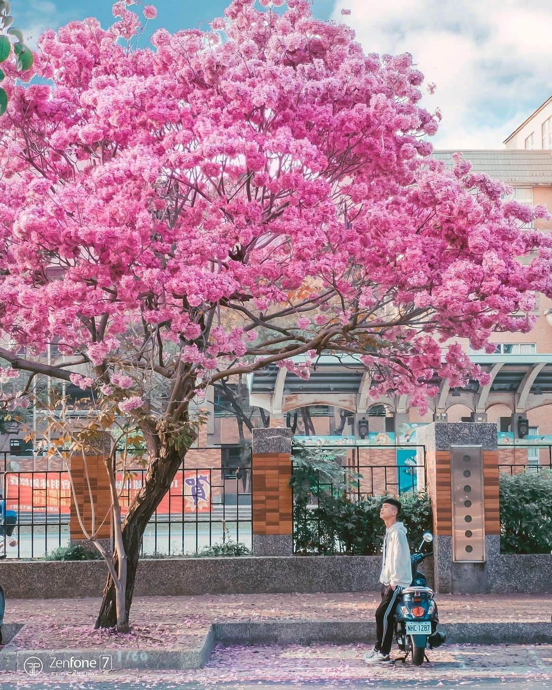 樂さんのインスタグラム写真 - (樂Instagram)「高雄。民權國小洋紅風鈴木🌸💗 #ZenFone7 高雄市區的街景小確幸！ 一棵滿開花的樹，在街道上顯得特別耀眼，吸引滿滿的人潮來拍照💗 今年的花況比去年好，開的很茂密，是個季節限定的拍照小景點！ 另外再橋頭的公園路上也有很多風鈴木！ tag你想一起賞花的人吧🌸🌸🌸 - 這張是用ZenFone 7 Pro的三倍光學變焦鏡頭拍的😍 那天輕鬆的在高雄市區閒晃，沒想到意外路過這裡，第一個反應是覺得可惜沒帶到單眼🥺 但突然想到手機就可以拍出長焦段的效果，突然鬆了口氣，於是就開拍了起來🙈 @zenfonetw  #翻轉3鏡頭 #ASUS #翻轉不凡」2月8日 19時55分 - ygt1016