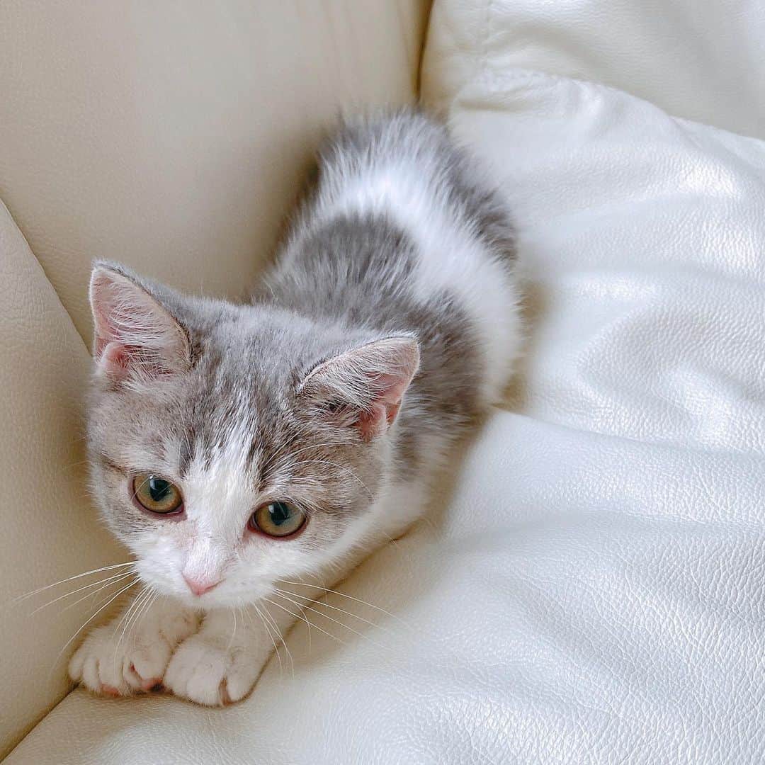 CARINA（日向カリーナ）さんのインスタグラム写真 - (CARINA（日向カリーナ）Instagram)「New Family🐱 子猫のNonちゃん🤍 とても大人しくて優しくて甘えん坊で寂しがりやで愛くるしい3ヶ月の天使ちゃん👼🏻✨  Nonは保護猫ちゃんでした🐱 多頭飼育から保護され、救助された時は健康衛生面が良くありませんでした。 現在はとても綺麗になって元気な女の子🤍 @dogrescue_anella さんの皆様のお陰様です✨ これからは風邪など完全に治すために病院でもチェックしつつ健やかに！ anellaさんは熱心に愛情深くお迎えを待つワンちゃんネコちゃんの保護活動をしています！🐶🐱 こちらでは無添加マグロ100%の手作りワンニャンマグロを販売しているので、もし先住で飼われているワンちゃん猫ちゃんいらっしゃるご家庭はペットの健康にも良く、飼われていない方もanellaさんのワンニャン達の生活の為の売り上げ貢献にもなるので是非✨  そしてもしこれからお迎えを検討しているご家庭の皆様に！ ペットショップからではなく まずは目の前の保護猫ちゃん、保護犬ちゃんを救ってあげてください🙇🏻‍♀️🤍 わたしもこれまで実家で暮らしてた猫ちゃんワンちゃんもずっと保護でした。ペットショップで売るという事はお迎え先がなくなった時に保健所へ行ってしまいます🥺裏側を知ってしまうと悲しくなってしまいますね…。 家族に迎え入れるのならまずは救える命をおすすめします👼🏻🌙 素敵な出会いがたくさんありますように✨  ・ ・ ・ ・ ・ ・ #Non #ノン #保護猫 #保護犬 #rescuecat #rescuedog #生後3ヶ月　#スコティッシュフォールド」2月8日 19時56分 - carina_hinata