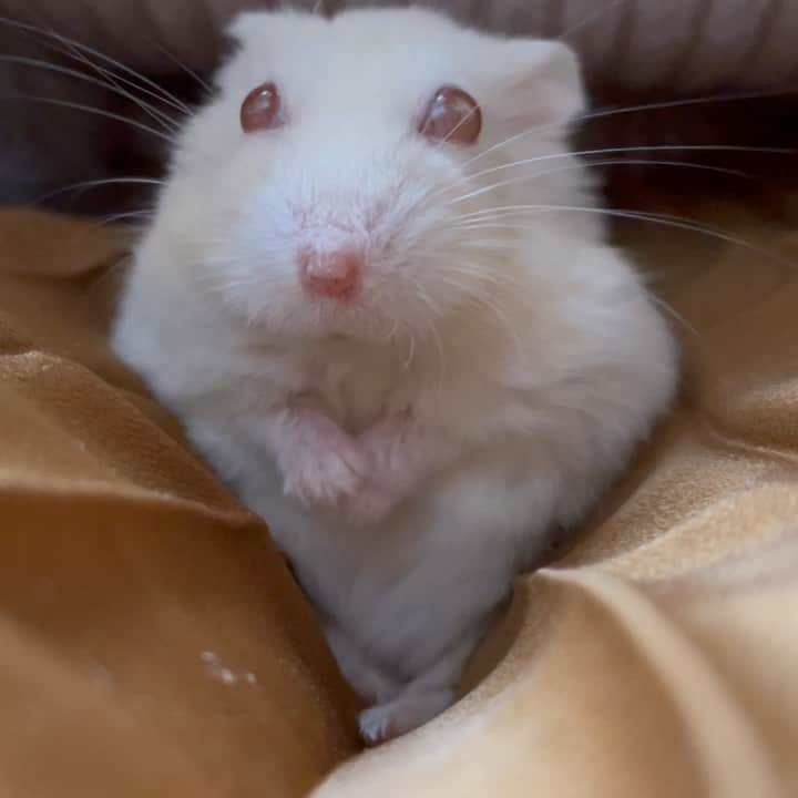 hamster_mocoのインスタグラム