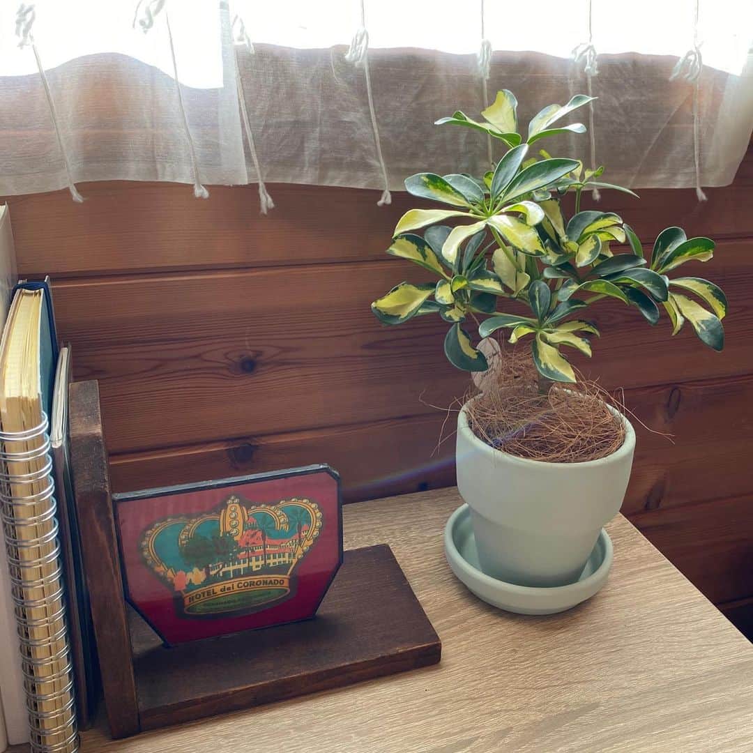 のインスタグラム：「観葉植物買ったから写真撮ったら、虹が映ったよ🌈😇（1枚目） #観葉植物　#観葉植物のある暮らし  #シェフレラ #虹 #rainbow」