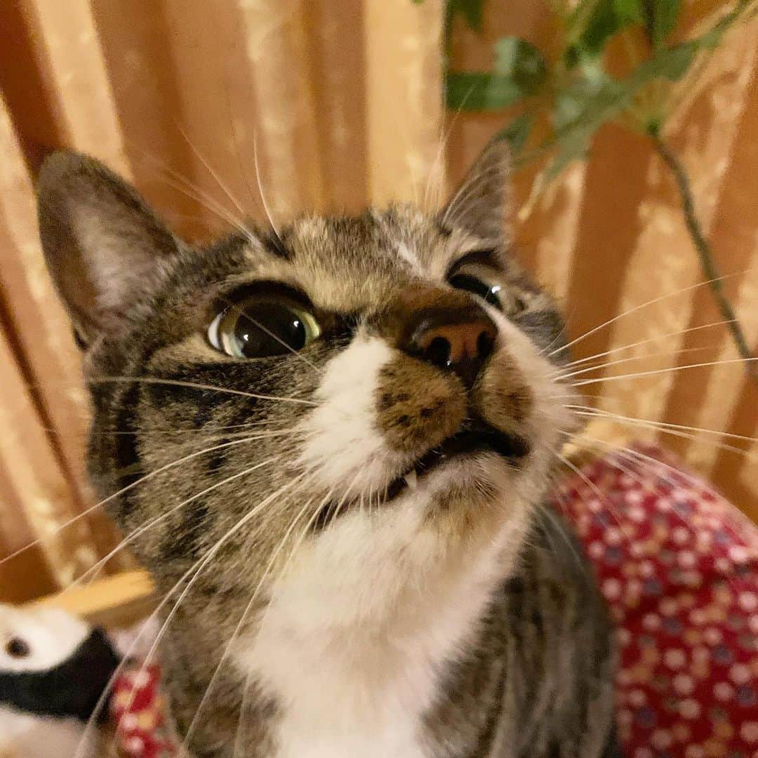 takegaeruのインスタグラム：「てんちゃんはキバチラ✨ #猫 #cat #よもねこ #よもぎねこ #キジトラ #きじとら」