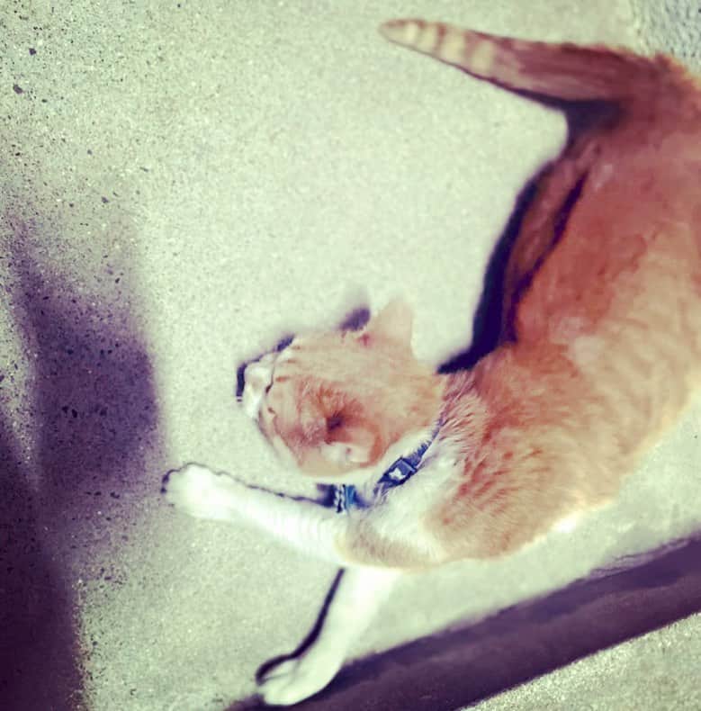 前田真里さんのインスタグラム写真 - (前田真里Instagram)「夜のトレーニングだん！  久しぶりにまち猫おかみちゃんに 会えた。ゴロリ。  愛嬌いっぱいでした😻  #japan #nagasaki  #ぬこ様 #猫」2月8日 20時45分 - maedamari