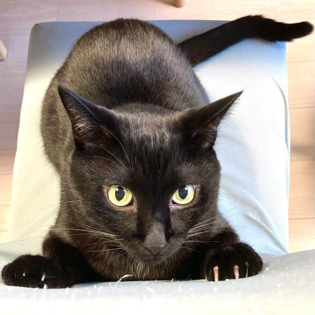 のインスタグラム：「待ち伏せニャン、荒ぶる #黒猫」