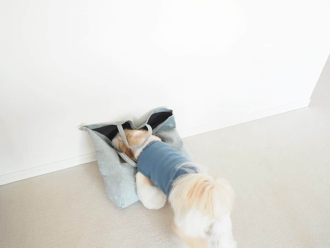 kazumiさんのインスタグラム写真 - (kazumiInstagram)「先日　@mina_perhonen.jp で見つけたエコバッグに一目惚れ🍳 沢山食材が入る大容量なものを探していたから ピッタリのバッグに出会えて嬉しい👀🍖🌽🍅 . ズボラだから😂床にポイっとして仕事に出かけたら、 我が家に泥棒らしき犬が🤭🚨 . 鞄をガサゴソ。 鞄に入ろうとしている エスパー伊東ならぬエスパーカブキの様子を激写📸 体がデカくて入りきらない😂😂😂 #minaperhonen#エコバッグ#kazumiのおうち#カブキ#シーズー#kabukikazumi」2月8日 20時56分 - kazumi0728