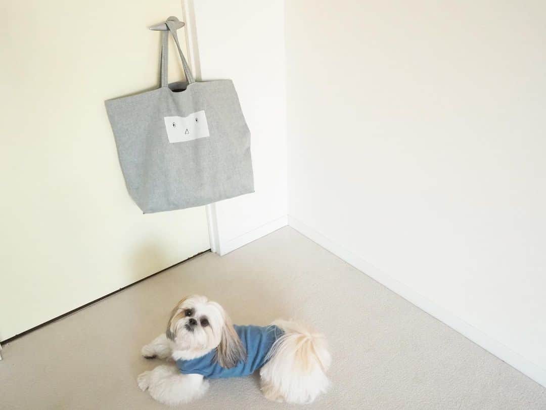kazumiさんのインスタグラム写真 - (kazumiInstagram)「先日　@mina_perhonen.jp で見つけたエコバッグに一目惚れ🍳 沢山食材が入る大容量なものを探していたから ピッタリのバッグに出会えて嬉しい👀🍖🌽🍅 . ズボラだから😂床にポイっとして仕事に出かけたら、 我が家に泥棒らしき犬が🤭🚨 . 鞄をガサゴソ。 鞄に入ろうとしている エスパー伊東ならぬエスパーカブキの様子を激写📸 体がデカくて入りきらない😂😂😂 #minaperhonen#エコバッグ#kazumiのおうち#カブキ#シーズー#kabukikazumi」2月8日 20時56分 - kazumi0728