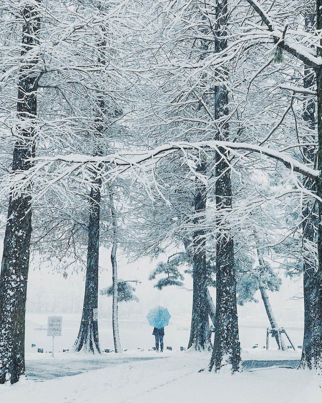 haru wagnusさんのインスタグラム写真 - (haru wagnusInstagram)「One day in snow promenade  ㅤㅤㅤㅤㅤㅤㅤㅤㅤㅤㅤㅤㅤ ㅤㅤㅤㅤㅤㅤㅤㅤㅤㅤㅤㅤㅤ 地元が雪に包まれるのが好きで 少し幻想的な世界に迷い込んだようになる❄︎ ㅤㅤㅤㅤㅤㅤㅤㅤㅤㅤㅤㅤㅤ ㅤㅤㅤㅤㅤㅤㅤㅤㅤㅤㅤㅤㅤ ㅤㅤㅤㅤㅤㅤㅤㅤㅤㅤㅤㅤㅤ #snowdays  # #japantrip #japan_vacations #japan_focus #japan_of_insta  #jtbで旅したい #ことりっぷ #エモい  #thediscoverer  #UnkownJapan  #WHP_dailylife #vscox #inspirationcultmag  #PGstar #PGdaily #igersjp #reco_ig #phos_japan #colorsjp  #hbouthere #aov #mkexolore #snowpeak #雪の日」2月8日 20時59分 - wagnus