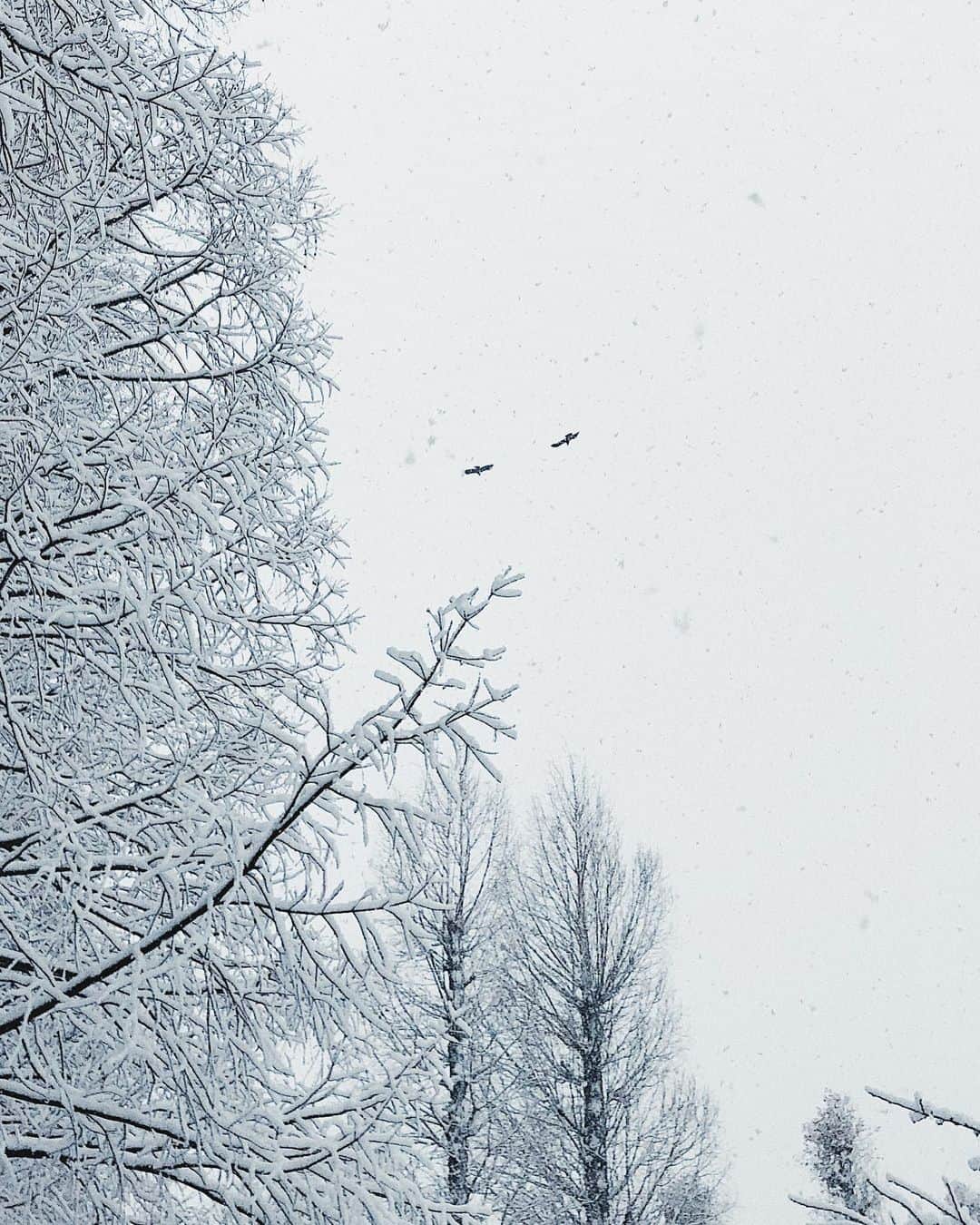 haru wagnusさんのインスタグラム写真 - (haru wagnusInstagram)「One day in snow promenade  ㅤㅤㅤㅤㅤㅤㅤㅤㅤㅤㅤㅤㅤ ㅤㅤㅤㅤㅤㅤㅤㅤㅤㅤㅤㅤㅤ 地元が雪に包まれるのが好きで 少し幻想的な世界に迷い込んだようになる❄︎ ㅤㅤㅤㅤㅤㅤㅤㅤㅤㅤㅤㅤㅤ ㅤㅤㅤㅤㅤㅤㅤㅤㅤㅤㅤㅤㅤ ㅤㅤㅤㅤㅤㅤㅤㅤㅤㅤㅤㅤㅤ #snowdays  # #japantrip #japan_vacations #japan_focus #japan_of_insta  #jtbで旅したい #ことりっぷ #エモい  #thediscoverer  #UnkownJapan  #WHP_dailylife #vscox #inspirationcultmag  #PGstar #PGdaily #igersjp #reco_ig #phos_japan #colorsjp  #hbouthere #aov #mkexolore #snowpeak #雪の日」2月8日 20時59分 - wagnus