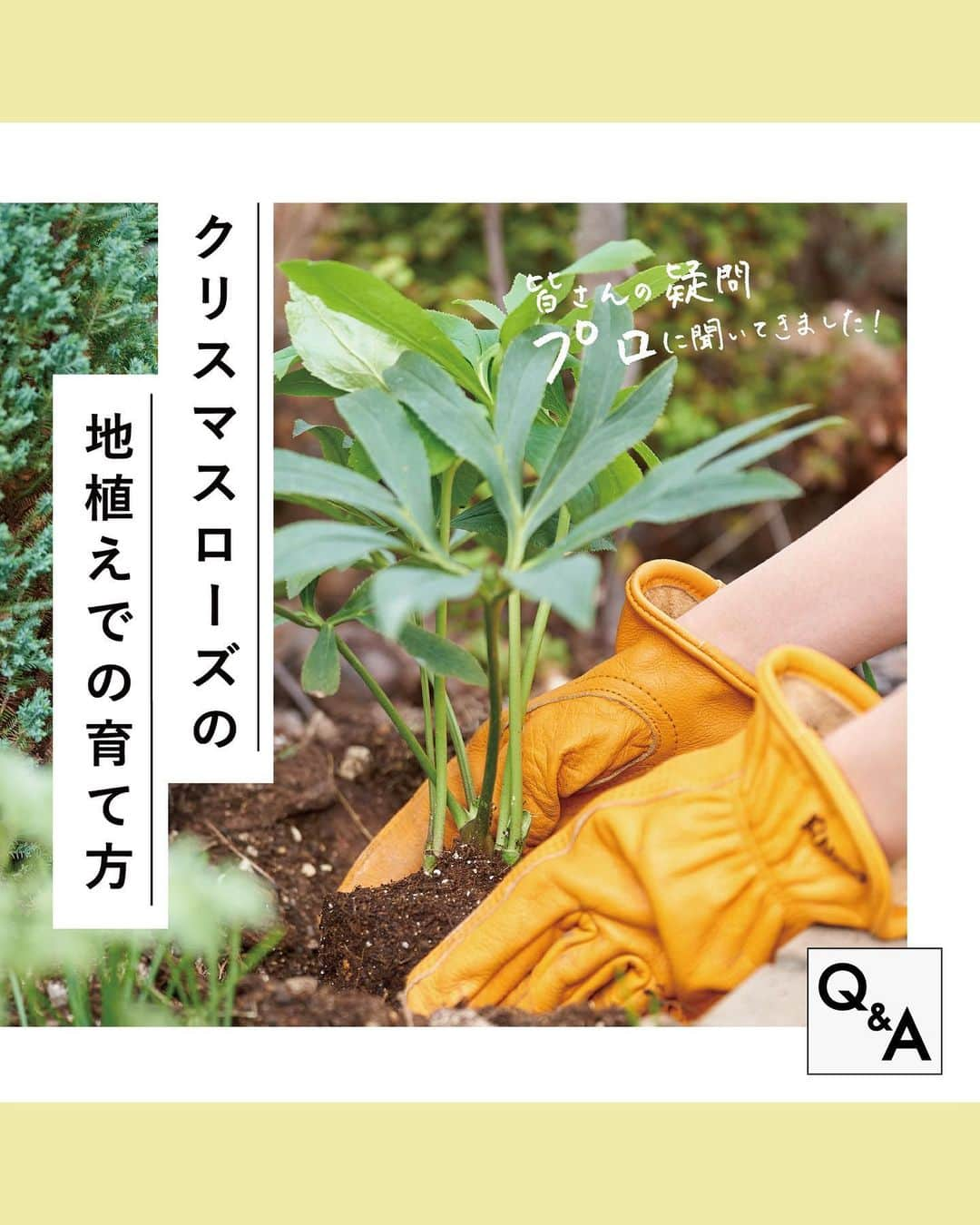 LOVEGREEN -植物と暮らしを豊かに。のインスタグラム