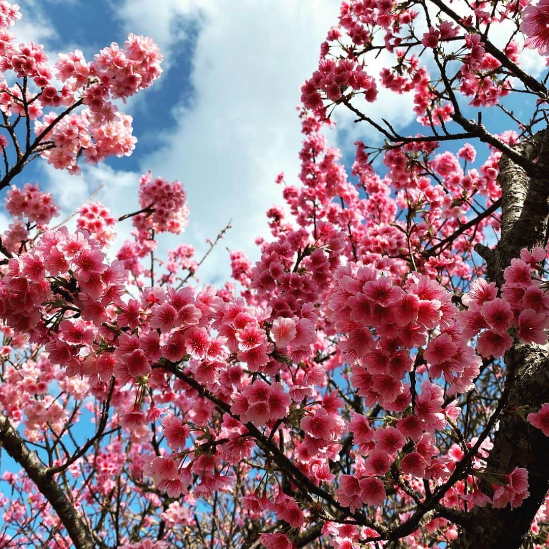 仲宗根泉さんのインスタグラム写真 - (仲宗根泉Instagram)「今年の桜は 素晴らしい。 家路に帰る途中に そこら中に 綺麗な桜が満開🌸 . . . 息子を死産する前に 色々な景色を見せてあげたくて、桜も見に行きました！ でも、息子がいなくなってからは、桜を見るのが辛くなって、ゆっくりと見る事が出来なかったのだけど 皆さんに想いを吐き出してから、なぜか 見たいと思えるようになって 綺麗な桜を純粋に 綺麗と感じることができたよ！ 皆さん、ありがと☺️ #息子も一緒に見てるかな #綺麗なピンク色の桜 #もうすぐ春かもね😌 #天使ママ」2月8日 21時10分 - hy_izumi
