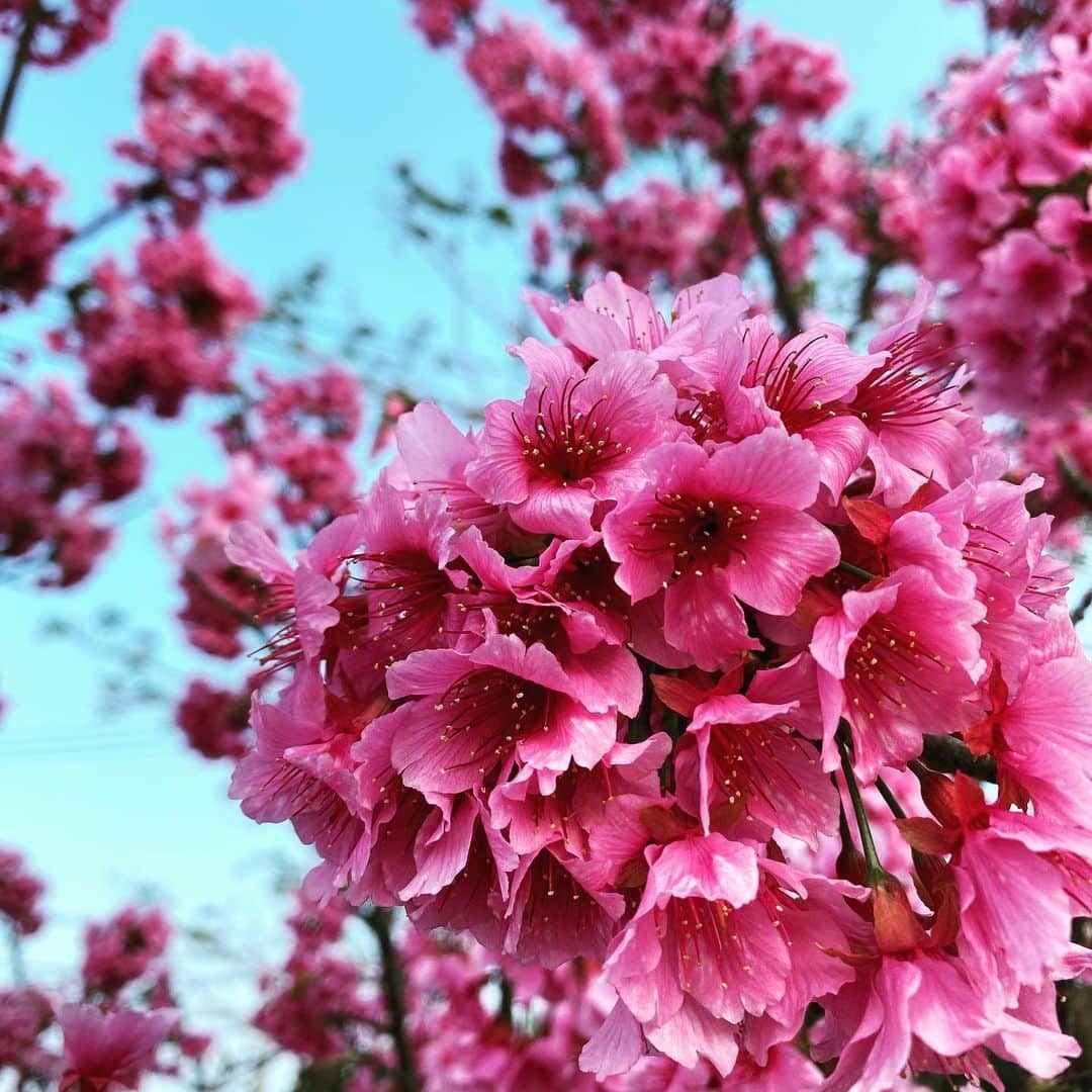 仲宗根泉さんのインスタグラム写真 - (仲宗根泉Instagram)「今年の桜は 素晴らしい。 家路に帰る途中に そこら中に 綺麗な桜が満開🌸 . . . 息子を死産する前に 色々な景色を見せてあげたくて、桜も見に行きました！ でも、息子がいなくなってからは、桜を見るのが辛くなって、ゆっくりと見る事が出来なかったのだけど 皆さんに想いを吐き出してから、なぜか 見たいと思えるようになって 綺麗な桜を純粋に 綺麗と感じることができたよ！ 皆さん、ありがと☺️ #息子も一緒に見てるかな #綺麗なピンク色の桜 #もうすぐ春かもね😌 #天使ママ」2月8日 21時10分 - hy_izumi