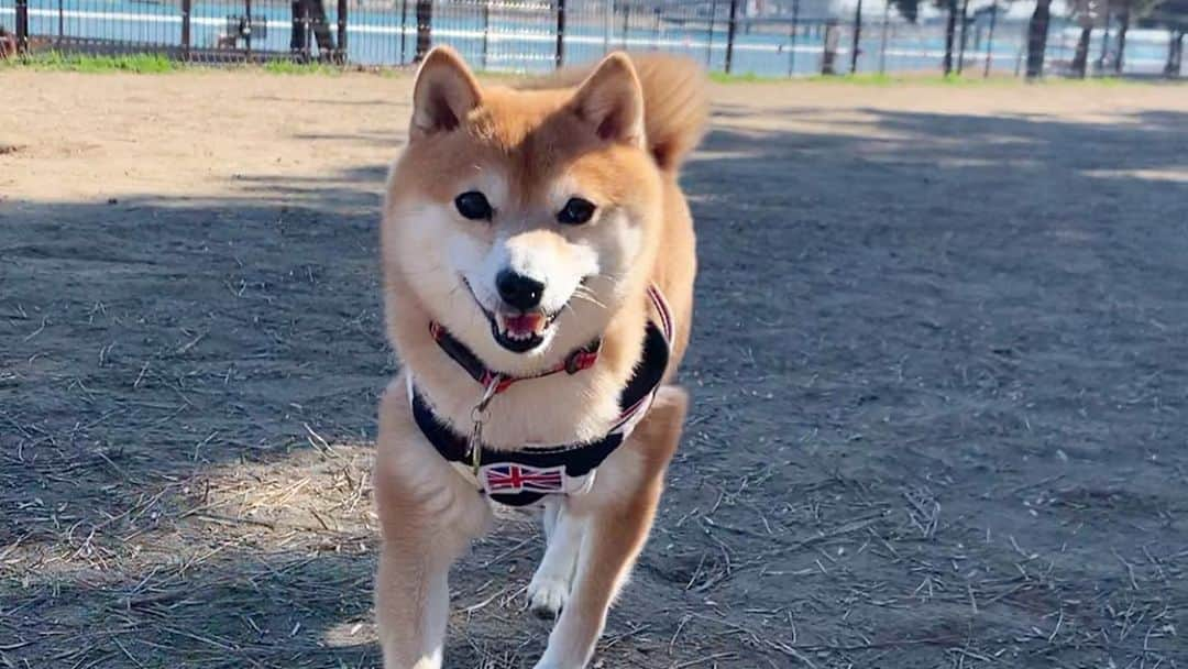 豆柴 サニーちゃんさんのインスタグラム写真 - (豆柴 サニーちゃんInstagram)「. . HELLO〜こんばんわん🐻🐶🍀 . 今日は新舞子のドッグランに行ってきたよ🏝 . サニちゃんもよく走ったけど ラムちゃんがめっちゃ走った😆 大っきなわんちゃんにも平気だったよ フェンス越しだけどね . 初めましての5ヶ月のこじろうくん🐶🍼 パピーなもふもふ感と ママさんから離れないところが とっても可愛かった💓 . ラムちゃんは相変わらず サニちゃんばっか見てたよ😆 . . . #本日のさにらむ散歩 #サニーダッシュ #いっぱい走ったね #新舞子ドッグラン . #柴犬#豆柴 #赤柴#豆柴子犬#まめしば#いぬのきもち #サンデイ#サンデイいぬ組#anicas#shiba_snap #shibainu#shiba#mameshiba#shibastagram #9gag#9gagpets#weeklyfluff #豆柴サニーちゃん#豆柴ラムちゃん #さにらむ#さにらむ2021」2月8日 21時04分 - sunny_rei_32