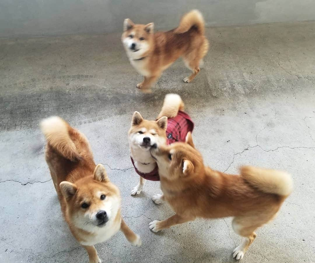 柴犬たま Shibainu Tamaさんのインスタグラム写真 - (柴犬たま Shibainu TamaInstagram)「相変わらずワチャワチャしてます😅😂  途中コイ坊がミケママにぶつかって意図せずチュッ😘 ミケママ満更でもなさそうです😁 ﻿ Caption trans🇬🇧﻿ They are as powerful as ever😅😂 On the way Koi collided with Meekeh and he kissed her on the cheek😘 Meekeh does not seem to be full of it😁 ﻿ #たま家族 #柴犬ミケ #ミケママ #柴犬コイ #柴犬トロ #柴犬ウニ #おしゅし兄弟 #仲良し兄弟 #仲良し親子 #舌ぺろ #ふわもこ #かなりひし形﻿ #柴犬 #shiba #shibainu #shibastagram #犬 #dog #多頭飼い」2月8日 12時12分 - tama7653