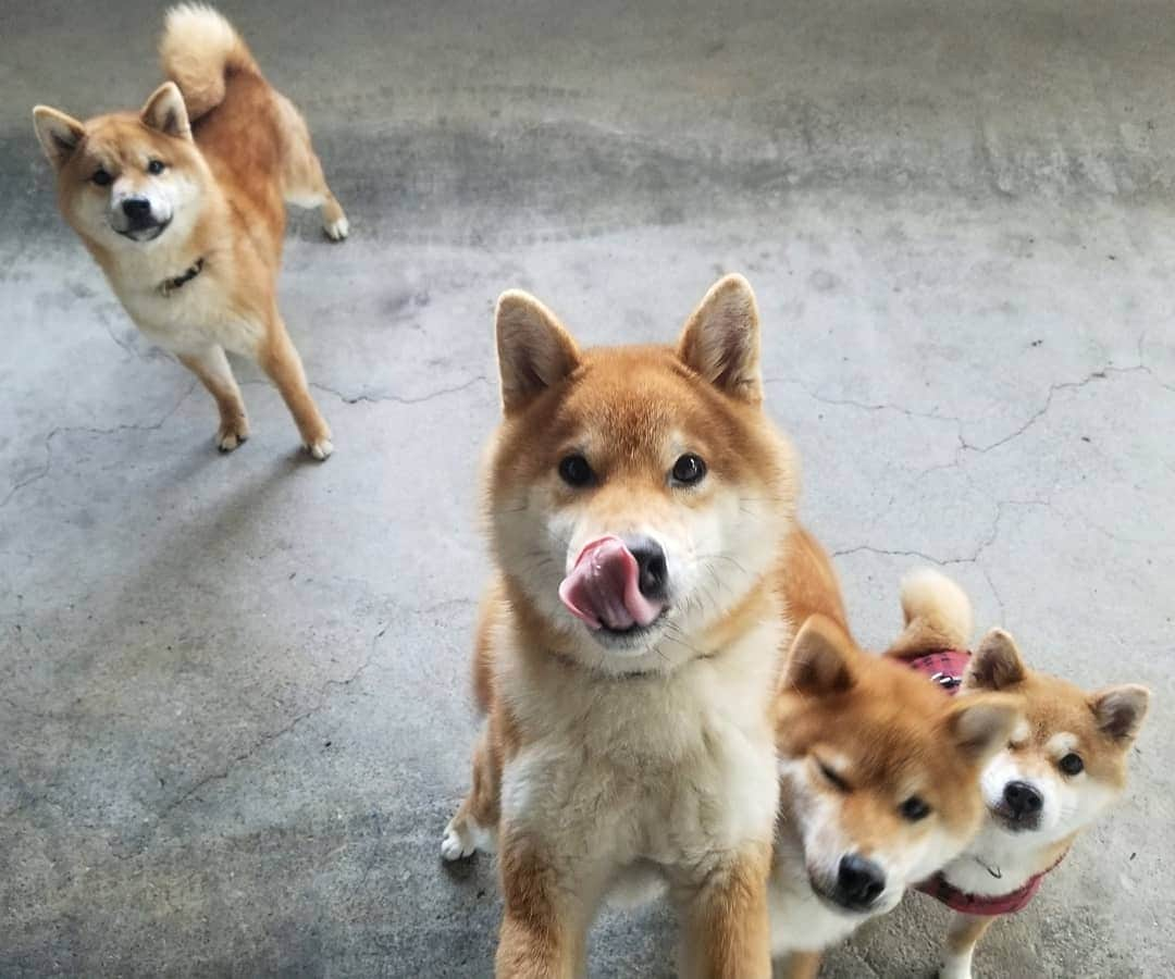 柴犬たま Shibainu Tamaさんのインスタグラム写真 - (柴犬たま Shibainu TamaInstagram)「相変わらずワチャワチャしてます😅😂  途中コイ坊がミケママにぶつかって意図せずチュッ😘 ミケママ満更でもなさそうです😁 ﻿ Caption trans🇬🇧﻿ They are as powerful as ever😅😂 On the way Koi collided with Meekeh and he kissed her on the cheek😘 Meekeh does not seem to be full of it😁 ﻿ #たま家族 #柴犬ミケ #ミケママ #柴犬コイ #柴犬トロ #柴犬ウニ #おしゅし兄弟 #仲良し兄弟 #仲良し親子 #舌ぺろ #ふわもこ #かなりひし形﻿ #柴犬 #shiba #shibainu #shibastagram #犬 #dog #多頭飼い」2月8日 12時12分 - tama7653