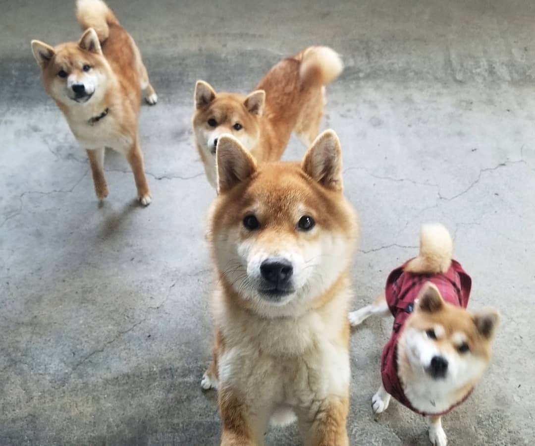 柴犬たま Shibainu Tamaさんのインスタグラム写真 - (柴犬たま Shibainu TamaInstagram)「相変わらずワチャワチャしてます😅😂  途中コイ坊がミケママにぶつかって意図せずチュッ😘 ミケママ満更でもなさそうです😁 ﻿ Caption trans🇬🇧﻿ They are as powerful as ever😅😂 On the way Koi collided with Meekeh and he kissed her on the cheek😘 Meekeh does not seem to be full of it😁 ﻿ #たま家族 #柴犬ミケ #ミケママ #柴犬コイ #柴犬トロ #柴犬ウニ #おしゅし兄弟 #仲良し兄弟 #仲良し親子 #舌ぺろ #ふわもこ #かなりひし形﻿ #柴犬 #shiba #shibainu #shibastagram #犬 #dog #多頭飼い」2月8日 12時12分 - tama7653