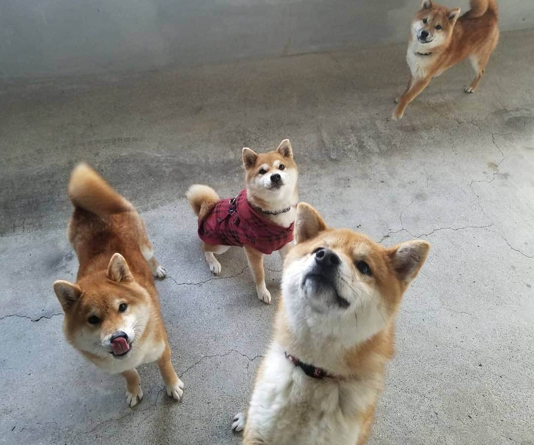 柴犬たま Shibainu Tamaさんのインスタグラム写真 - (柴犬たま Shibainu TamaInstagram)「相変わらずワチャワチャしてます😅😂  途中コイ坊がミケママにぶつかって意図せずチュッ😘 ミケママ満更でもなさそうです😁 ﻿ Caption trans🇬🇧﻿ They are as powerful as ever😅😂 On the way Koi collided with Meekeh and he kissed her on the cheek😘 Meekeh does not seem to be full of it😁 ﻿ #たま家族 #柴犬ミケ #ミケママ #柴犬コイ #柴犬トロ #柴犬ウニ #おしゅし兄弟 #仲良し兄弟 #仲良し親子 #舌ぺろ #ふわもこ #かなりひし形﻿ #柴犬 #shiba #shibainu #shibastagram #犬 #dog #多頭飼い」2月8日 12時12分 - tama7653