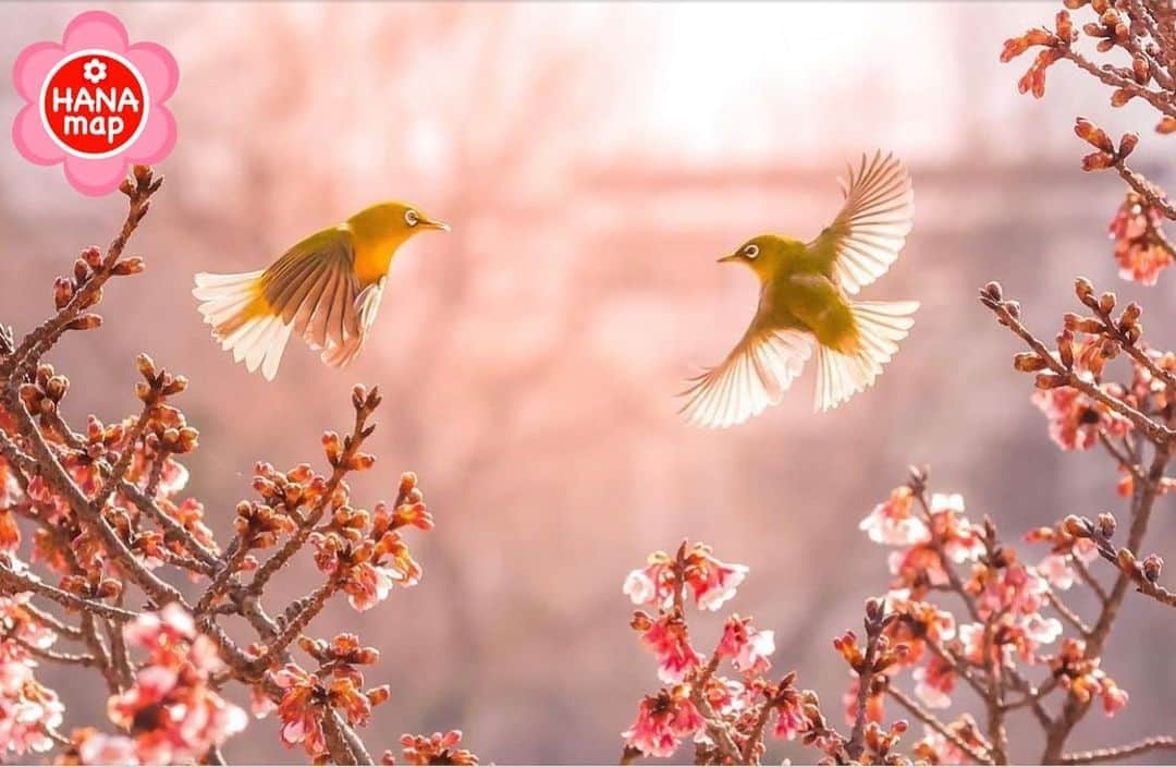 はなまっぷ❁日本の花風景のインスタグラム