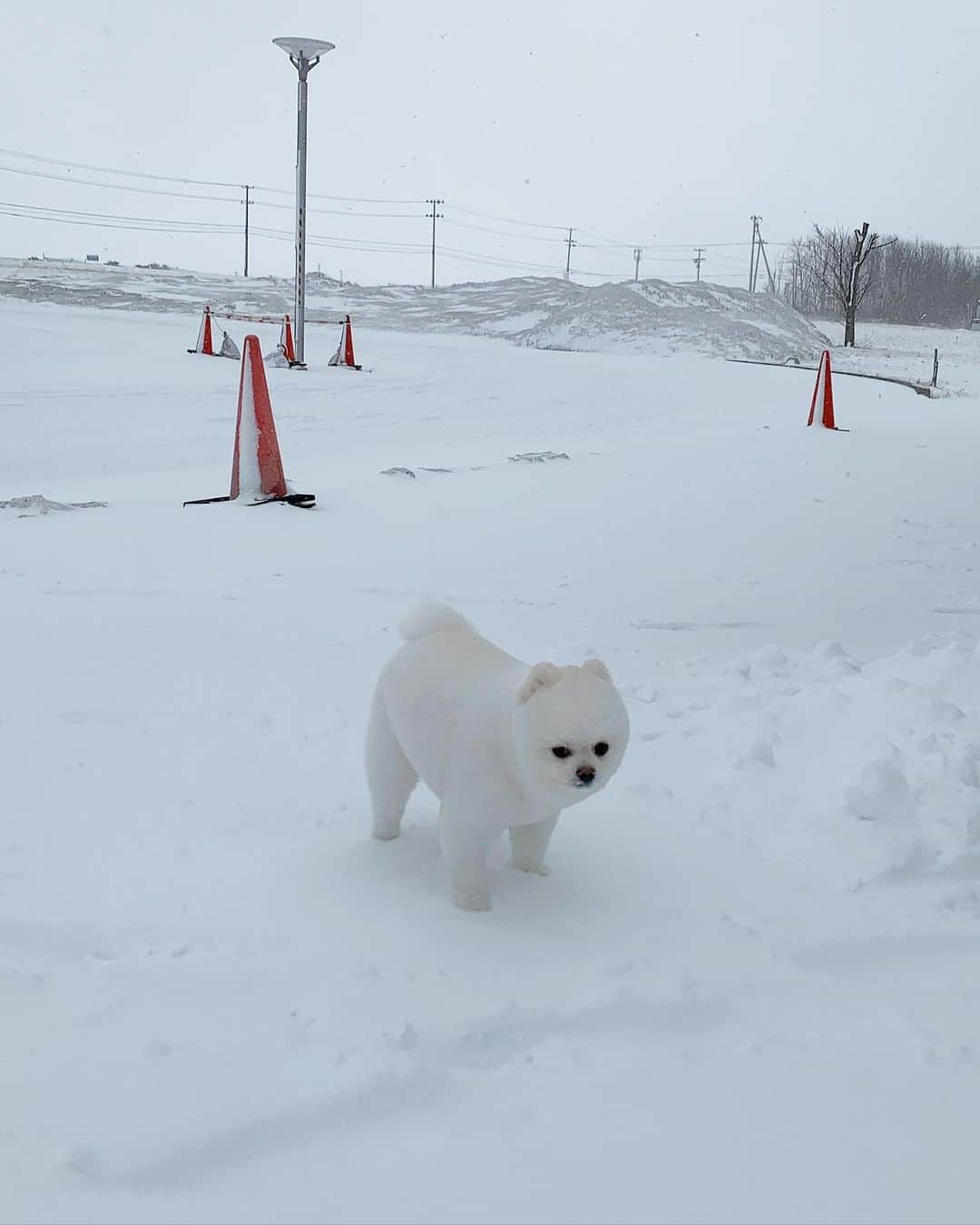 ニコちゃんのインスタグラム